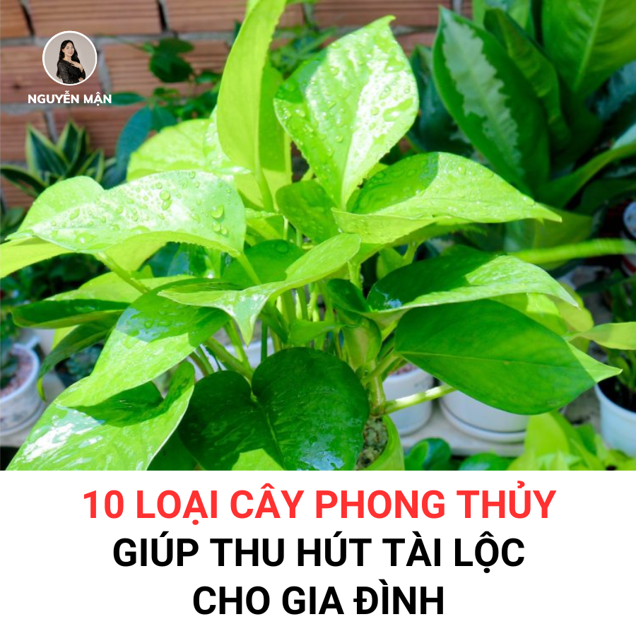 10 Loại Cây Phong Thủy Giúp Thu Hút Tài Lộc Cho Gia Đình