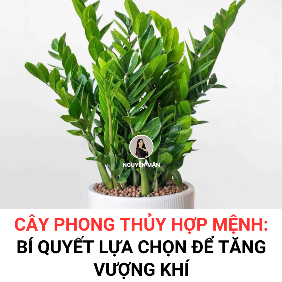 Cây Phong Thủy Hợp Mệnh: Bí Quyết Lựa Chọn Để Tăng Vượng Khí